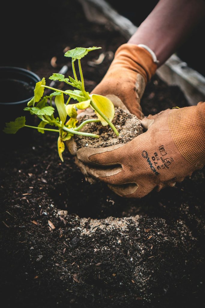 person-holding-green-plant-on-black-pot-cbzh3kapxre
